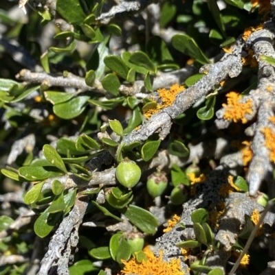 Melicytus angustifolius subsp. divaricatus (Divaricate Tree Violet) at Jindabyne, NSW - 23 Jan 2022 by NedJohnston