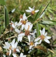 Olearia megalophylla (Large-leaf Daisy-bush) at Kosciuszko National Park, NSW - 23 Jan 2022 by Ned_Johnston