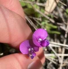 Swainsona monticola (Notched Swainson-Pea) at Kosciuszko National Park, NSW - 23 Jan 2022 by NedJohnston