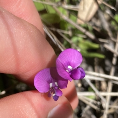 Swainsona monticola (Notched Swainson-Pea) at Kosciuszko National Park, NSW - 23 Jan 2022 by NedJohnston