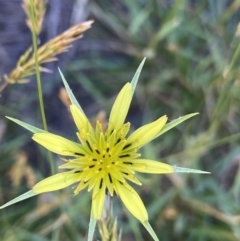 Tragopogon dubius (Goatsbeard) at Jindabyne, NSW - 23 Jan 2022 by NedJohnston