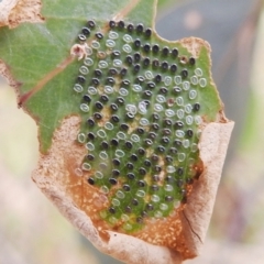 Unidentified Insect at Stromlo, ACT - 9 Feb 2022 by HelenCross