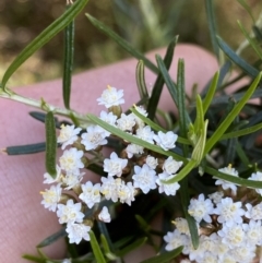 Ozothamnus thyrsoideus (Sticky Everlasting) at Jindabyne, NSW - 23 Jan 2022 by Ned_Johnston