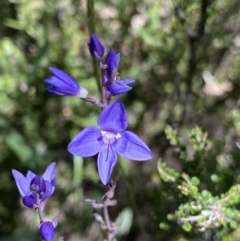 Veronica perfoliata (Digger's Speedwell) at Jindabyne, NSW - 23 Jan 2022 by NedJohnston