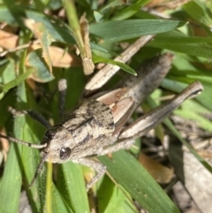 Percassa rugifrons (Mountain Grasshopper) at Kosciuszko National Park, NSW - 23 Jan 2022 by NedJohnston