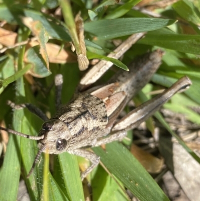 Percassa rugifrons (Mountain Grasshopper) at Kosciuszko National Park, NSW - 23 Jan 2022 by NedJohnston