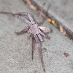 Sparassidae (family) (A Huntsman Spider) at ANBG - 3 Feb 2022 by AlisonMilton