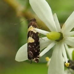 Glyphipterix chrysoplanetis (A Sedge Moth) at Stromlo, ACT - 9 Feb 2022 by HelenCross