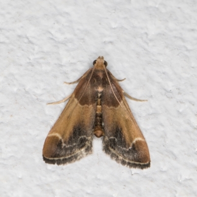 Pyralis farinalis (Meal Moth) at Melba, ACT - 10 Dec 2021 by kasiaaus