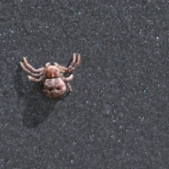 Cymbacha ocellata (Crab spider) at Molonglo Valley, ACT - 27 Sep 2021 by Tammy