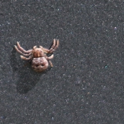 Cymbacha ocellata (Crab spider) at Kama - 27 Sep 2021 by Tammy