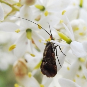 Nemophora sparsella at Stromlo, ACT - 9 Feb 2022