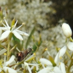 Nemophora sparsella at Stromlo, ACT - 9 Feb 2022