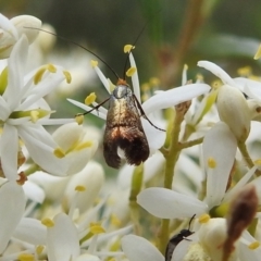 Nemophora sparsella at Stromlo, ACT - 9 Feb 2022