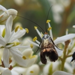 Nemophora sparsella at Stromlo, ACT - 9 Feb 2022