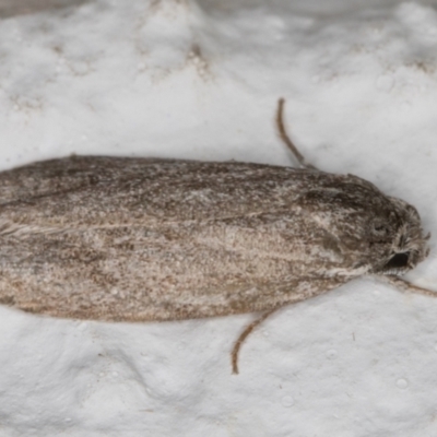 Oecophoridae (family) (Unidentified Oecophorid concealer moth) at Melba, ACT - 10 Dec 2021 by kasiaaus