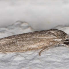 Oecophoridae (family) at Melba, ACT - 10 Dec 2021 10:53 PM