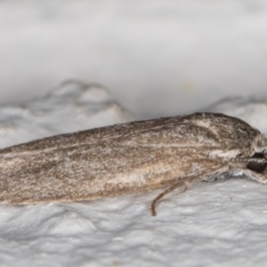 Oecophoridae (family) at Melba, ACT - 10 Dec 2021