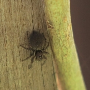 Salticidae (family) at Cook, ACT - 17 Sep 2021 12:24 PM