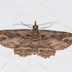 Chloroclystis filata (Filata Moth, Australian Pug Moth) at Melba, ACT - 11 Dec 2021 by kasiaaus