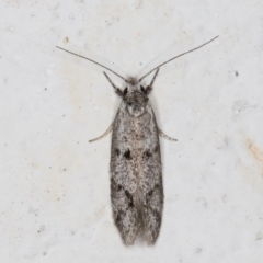 Heterozyga coppatias (A concealer moth) at Melba, ACT - 11 Dec 2021 by kasiaaus