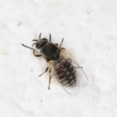 Ceratopogonidae (family) (Biting Midge) at Melba, ACT - 11 Dec 2021 by kasiaaus