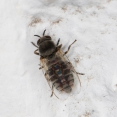 Ceratopogonidae (family) at Melba, ACT - 11 Dec 2021