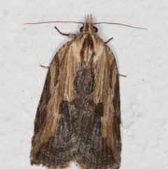 Cryptoptila immersana (A Tortricid moth) at Melba, ACT - 13 Dec 2021 by kasiaaus