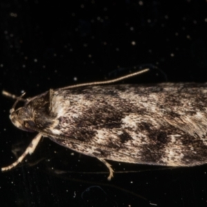 Barea confusella at Melba, ACT - 13 Dec 2021 08:53 PM