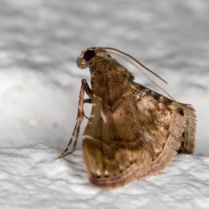 Scenedra decoratalis at Melba, ACT - 13 Dec 2021