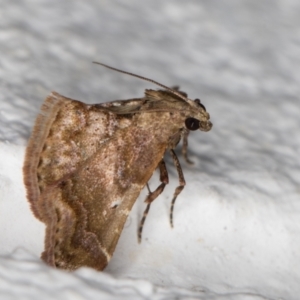 Scenedra decoratalis at Melba, ACT - 13 Dec 2021