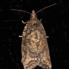 Thrincophora impletana (a Tortrix moth) at Melba, ACT - 13 Dec 2021 by kasiaaus