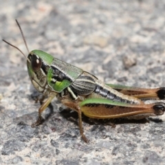 Praxibulus sp. (genus) (A grasshopper) at Tidbinbilla Nature Reserve - 8 Feb 2022 by TimL