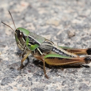 Praxibulus sp. (genus) at Paddys River, ACT - 8 Feb 2022