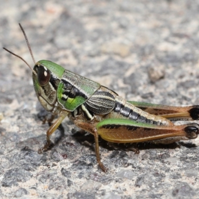 Praxibulus sp. (genus) (A grasshopper) at Paddys River, ACT - 8 Feb 2022 by TimL