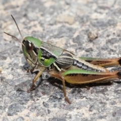 Praxibulus sp. (genus) at Paddys River, ACT - 8 Feb 2022