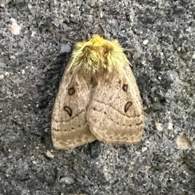 Anthela ocellata (Eyespot Anthelid moth) at Pialligo, ACT - 9 Feb 2022 by FeralGhostbat