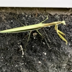 Mantidae (family) adult or nymph at Pialligo, ACT - 10 Feb 2022 by FeralGhostbat