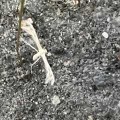 Platyptilia celidotus (Plume Moth) at Pialligo, ACT - 9 Feb 2022 by Ozflyfisher