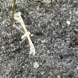 Platyptilia celidotus at Pialligo, ACT - 10 Feb 2022