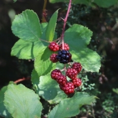 Rubus anglocandicans (Blackberry) at Yackandandah, VIC - 6 Feb 2022 by KylieWaldon