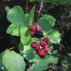 Rubus leucostachys at Yackandandah, VIC - 5 Feb 2022 by KylieWaldon