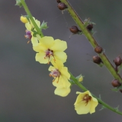 Verbascum virgatum (Green Mullein) at Yackandandah, VIC - 5 Feb 2022 by KylieWaldon