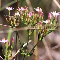 Centaurium erythraea (Common Centaury) at Yackandandah, VIC - 5 Feb 2022 by KylieWaldon