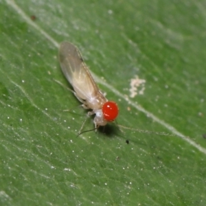 Psocodea 'Psocoptera' sp. (order) at Paddys River, ACT - 8 Feb 2022