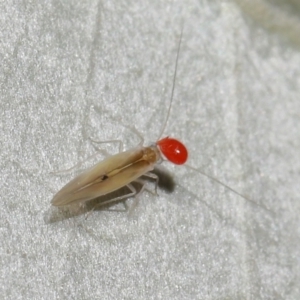 Psocodea 'Psocoptera' sp. (order) at Paddys River, ACT - 8 Feb 2022 10:39 AM