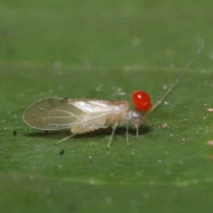 Psocodea 'Psocoptera' sp. (order) at Paddys River, ACT - 8 Feb 2022