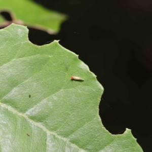 Psocodea 'Psocoptera' sp. (order) at Paddys River, ACT - 8 Feb 2022 10:39 AM