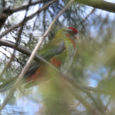 Platycercus elegans (Crimson Rosella) at Yerrabi Pond - 7 Feb 2022 by TrishGungahlin