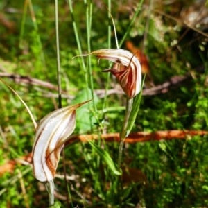 Diplodium coccinum at Captains Flat, NSW - suppressed